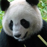 Un panda surpris